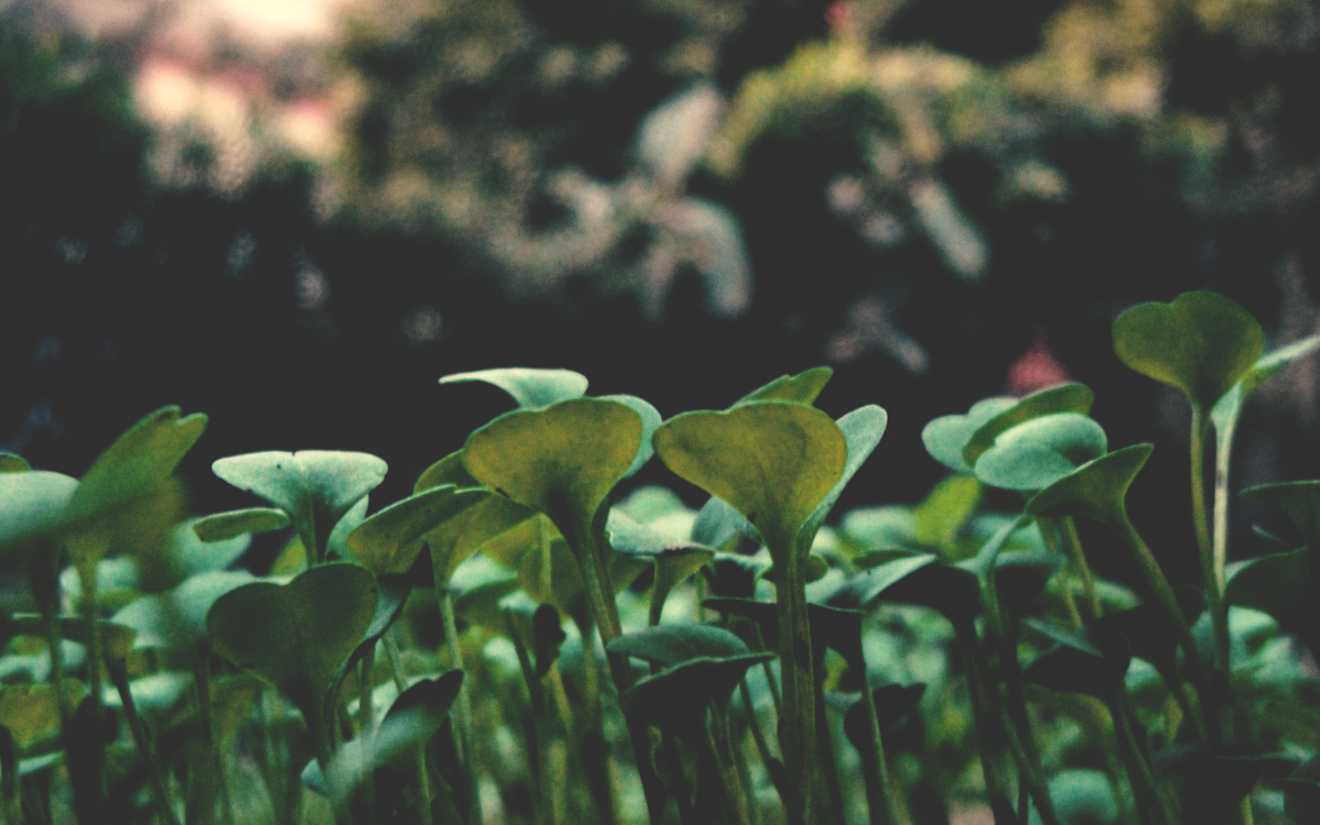 Change of land use in Delhi Detailed land conversion process