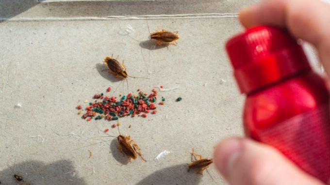 Diatomaceous Earth: The Natural Cockroach Killer