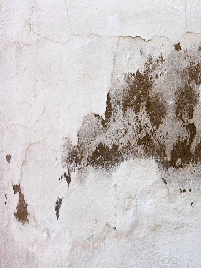 Fungi on walls? Follow these 6 steps to remove it!