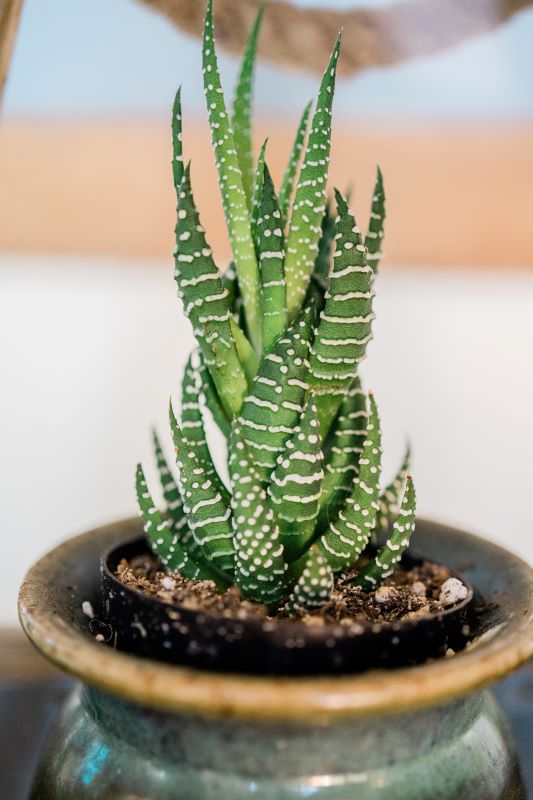 25+ Small Indoor Plants That Need Low Sunlight, Less Water